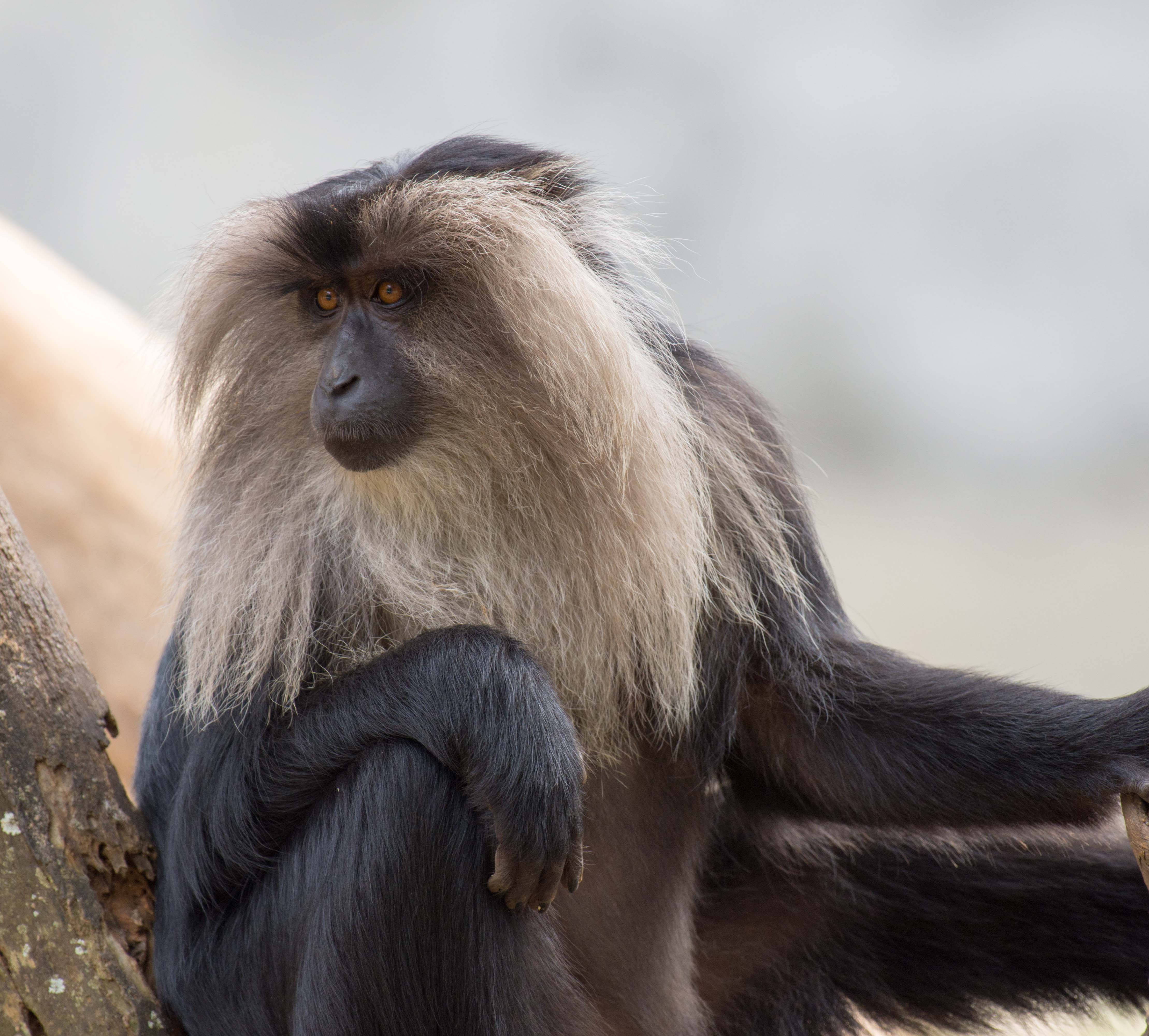 Lion Tailed Macaque